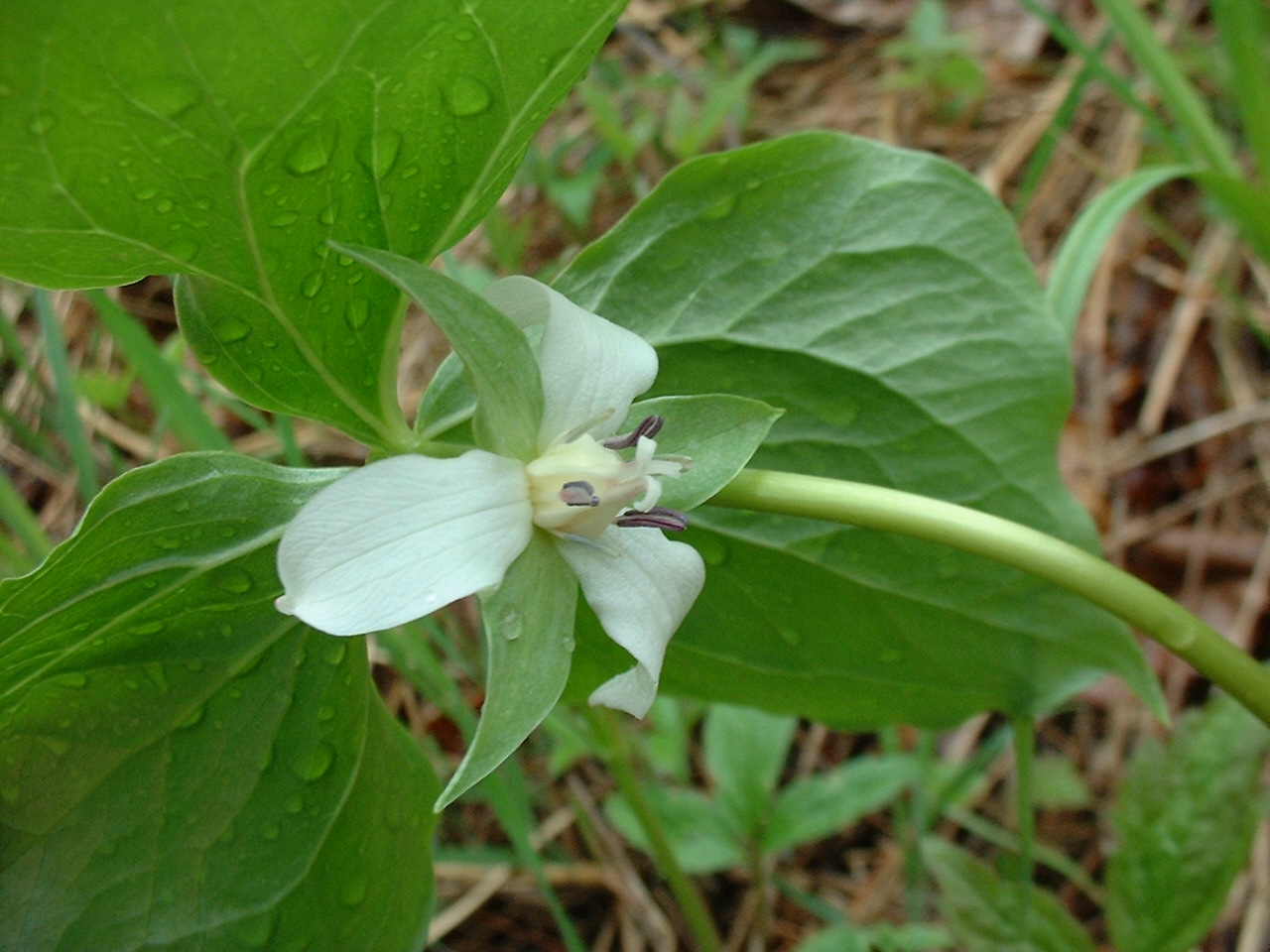Trillium cernuum
